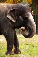 Asian elephant on green grass
