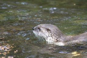 otter animals