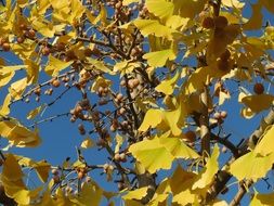 maidenhair tree close up against the blue sky