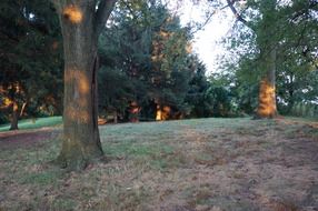 perennial trees in a city park