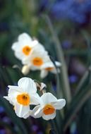 white daffodils on a bush close-up
