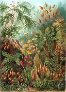 graphic image of thickets eurhynchium