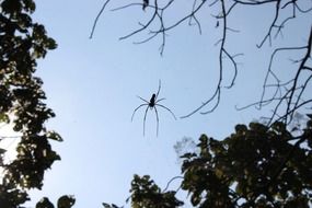 spider hanging on cobweb at sky