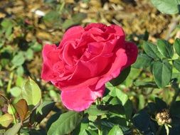 red rose on a bush in the garden