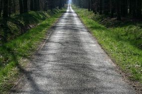 Moss on the path