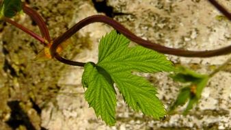 green leaf over the road