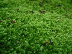 soft green moss cover