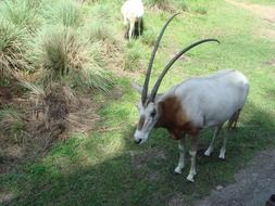 Beautiful and colorful gazelle on Safari