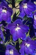 blue flower blossom close-up