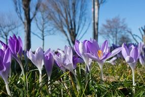 crocus flowers in sunny spring day