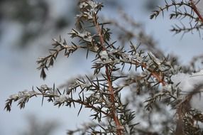 dry plant in winter