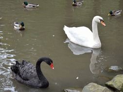 black swan, white swan and ducks in the pond