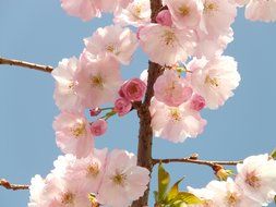 pink flowers of Japanese cherry closeup