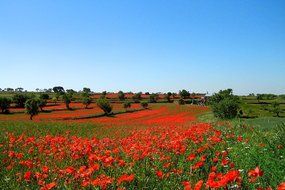 red nature flowers in meadow view
