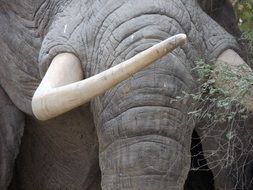 Elephant with ivory