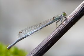 eastern forktail damselfly, female dragonfly on stem on a blurred background