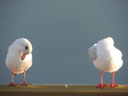 pair of cute seagull birds