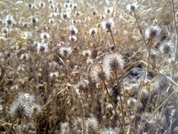 weeds with fluffy seeds close-up