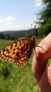 brown butterfly on a man's finger