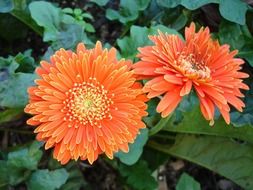 two orange fluffy flowers in the flowerbed