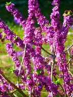 wondrous daphne plant