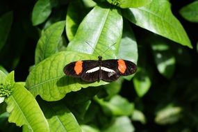 black butterfly with orange stripes on the sheet