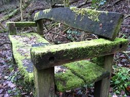 old bench in the moss