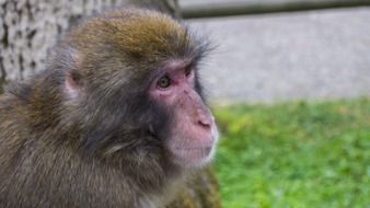 photo profile of a fluffy monkey