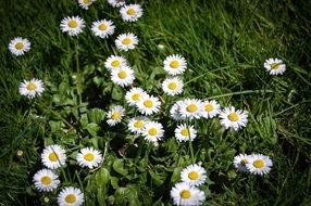 glade of white chamomile