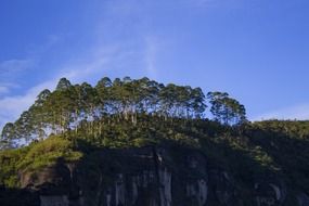 Nuwara Eliya trees
