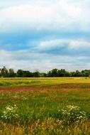 meadow with flowers in summer