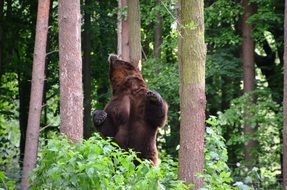 wild brown bear stands near the trees