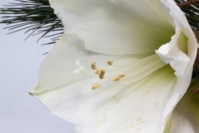 white amaryllis bud