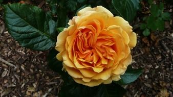 Beautiful orange rose