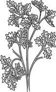 drawing of a parsley plant