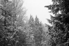 the whole forest is covered with snow in winter