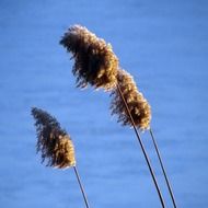 dry tall grass against the sea