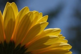 Rear view of a yellow flower
