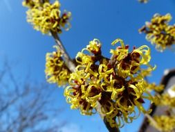 Beautiful witch hazel blossom