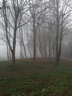 landscape of the foggy forest