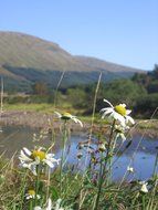 Daisies in Scotland