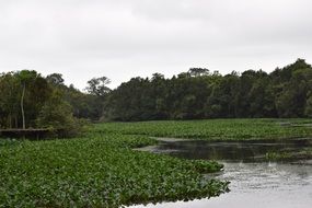 Green plant field on lake