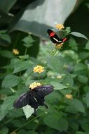 butterflies fly over the green bush