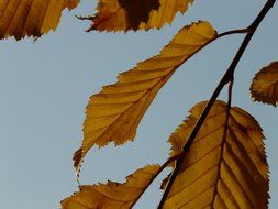 autumn leaves of hornbeam