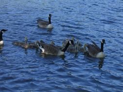 young and adult gray geese on water