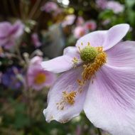 pink anemone close up
