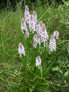 flowering bush among green grass