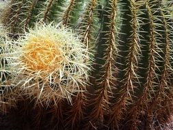 blooming of a spherical cactus close-up