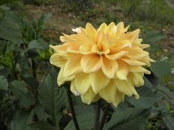 dahlias flower yellow petals