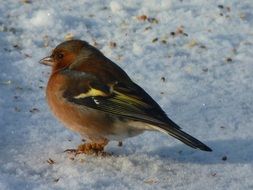 Chaffinch stands in the snow
